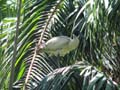 Ibis Roosting